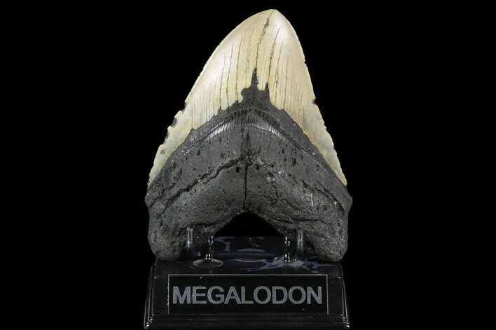 Huge, Fossil Megalodon Tooth - North Carolina #124323